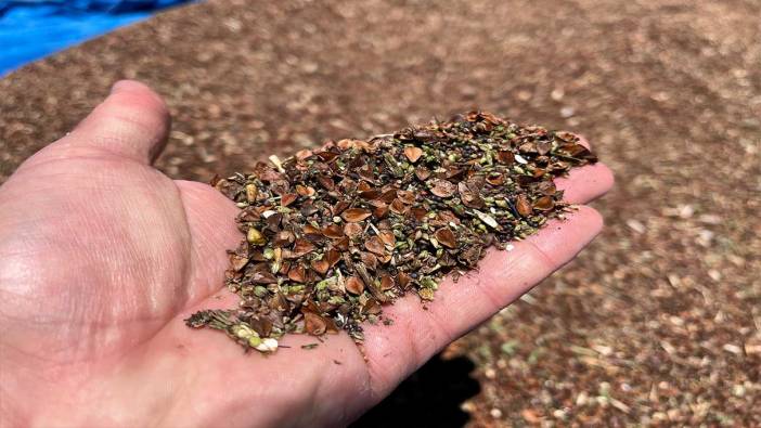 Deneme amaçlı dikildi: Çölyak hastalarının besin kaynağı karabuğdayda yüksek verim