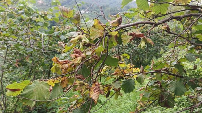 Fındık üreticileri dikkat: Erken hasat randıman kaybına sebep oluyor