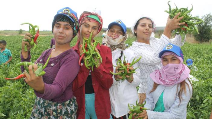 Edirne tava ciğeri yoldaşının hasadı başladı