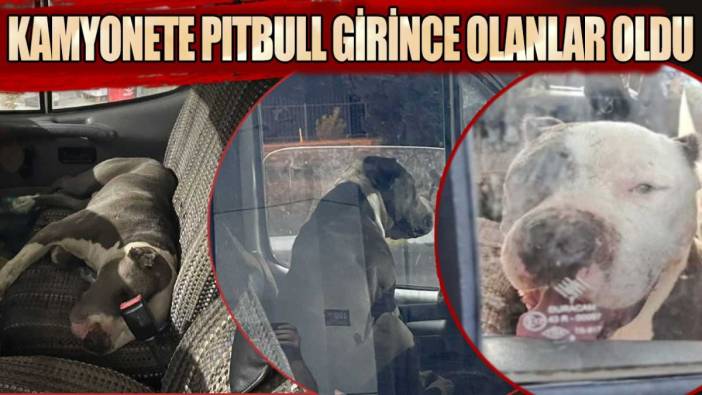 Kamyonete pitbull girince olanlar oldu