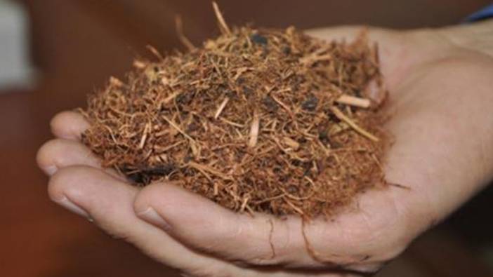 Rize'de çay çöpünden 3 farklı gelir kaynağı