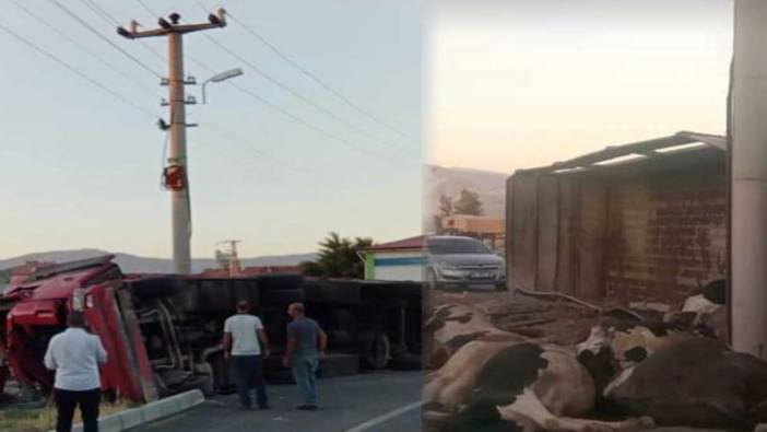 Elazığ’da büyükbaş hayvan taşıyan kamyon devrildi, 11 hayvan telef oldu