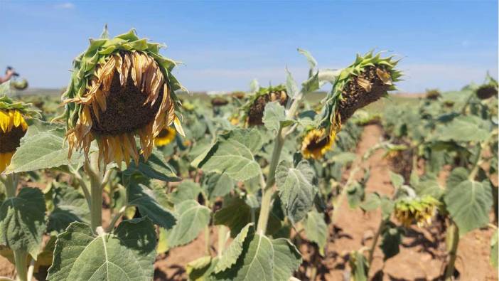 Son yılların en büyük kuraklığı yaşanıyor: Ayçiçeği bücür kaldı