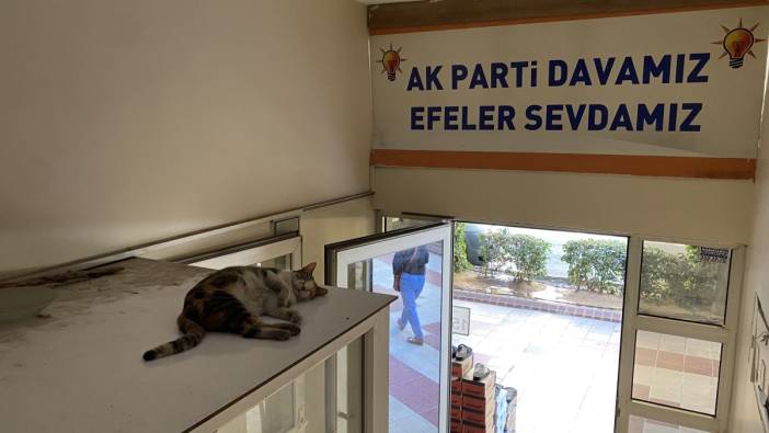 Sevimli kedi sıcak havadan parti binasına sığınarak korunmaya çalıştı