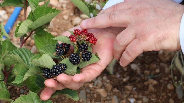 Erzincan’da böğürtlen yetiştiriciliğine başladı