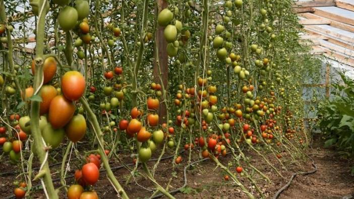 Ordu’da örtü altı yetiştiriciliği yüzde 80 arttı