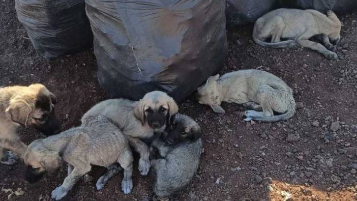 Bu nasıl bir vicdansızlık! Diyarbakır’da öldürülen köpekler çöpe atıldı