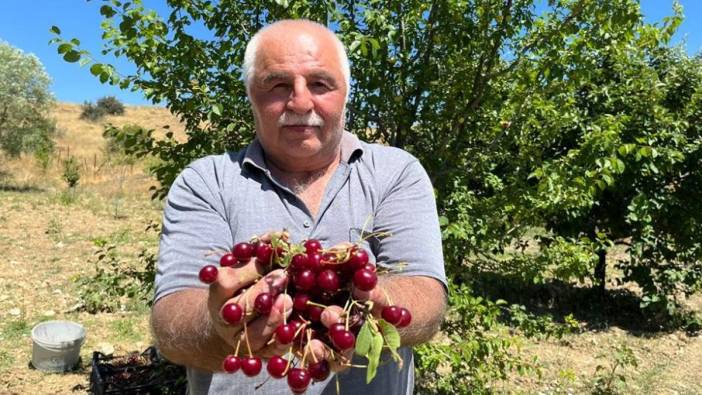 Ankara'da Çubuk vişnesinin hasadı başladı