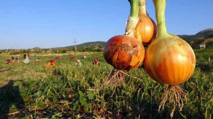 Soğanın tarla ve tezgah fiyatı şaşırttı