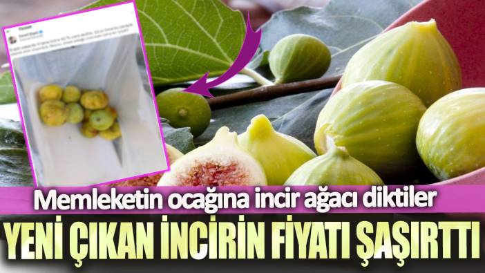 Memleketin ocağına incir ağacı diktiler: Yeni çıkan incirin fiyatı şaşırttı