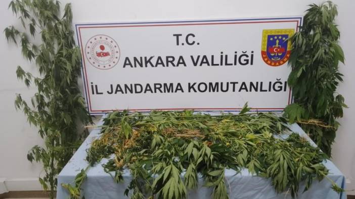 Ankara'da onlarca kök kenevir ele geçirildi