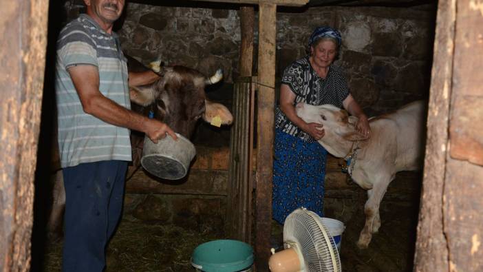 Tek vantilatörlerini ineklerinin serinlemesi için ahıra kurdular