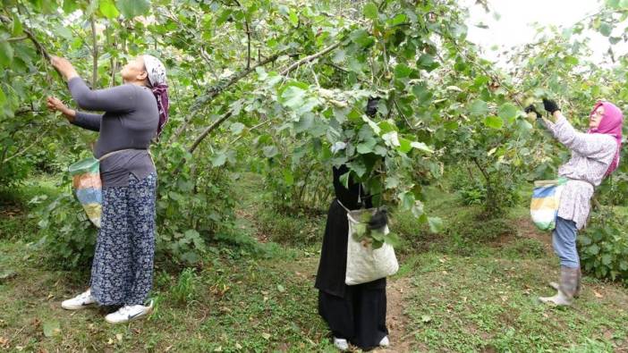 Fındık üreticilerinden alım fiyatlarına yorum: 'Tek isteğimiz...'