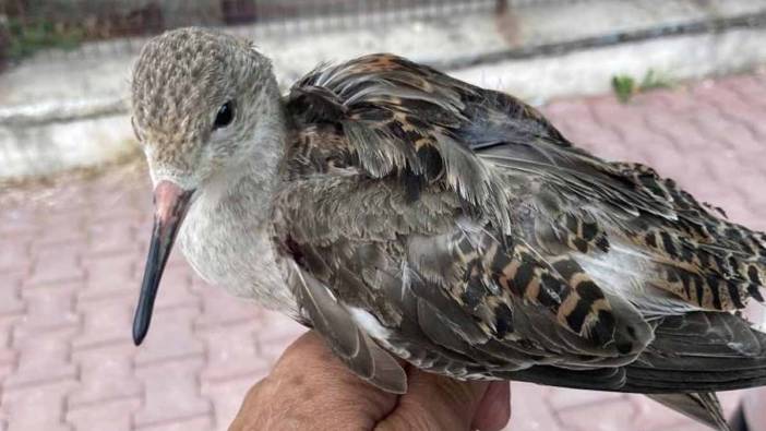 Kastamonu'da yaralı bulunan dövüşkenkuş tedaviye alındı