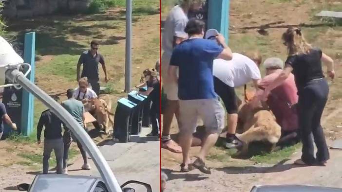 Kadıköy'de tasmasız köpek dehşeti