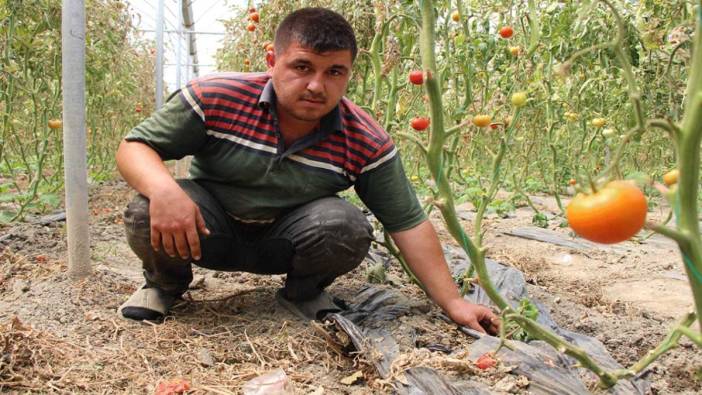 Seralara çakallardan sonra yaban domuzları dadandı