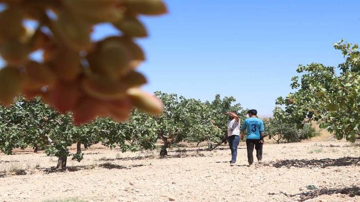 'Yeşil altın' Antep fıstığını günlük koruma maliyeti şaşırttı