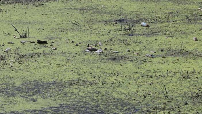 Edirne'de debisi düşen Tunca Nehri'nde çöpler ortaya çıktı