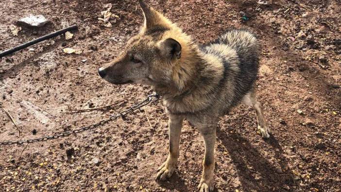 Kars'ta kurt yavrusu satmaya çalışan kişiye rekor ceza