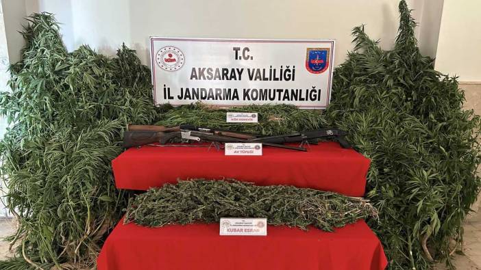 Kenevir bahçesine jandarma baskını: 3 gözaltı