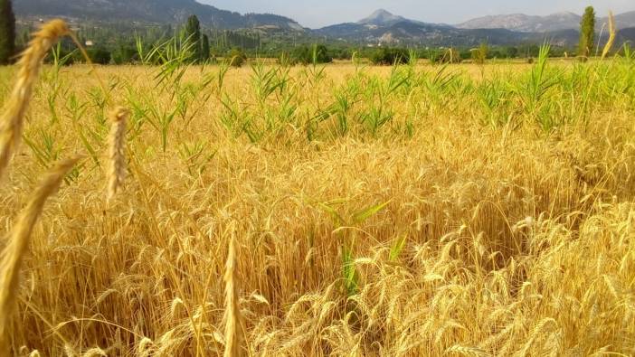 Denizli Çameli'nde çiftçiler buğday için yetkililere seslendi