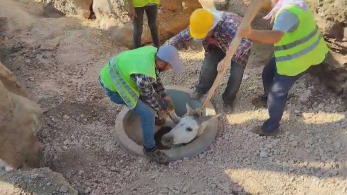 Kuyuya düşen eşek iş makinasıyla kurtarıldı