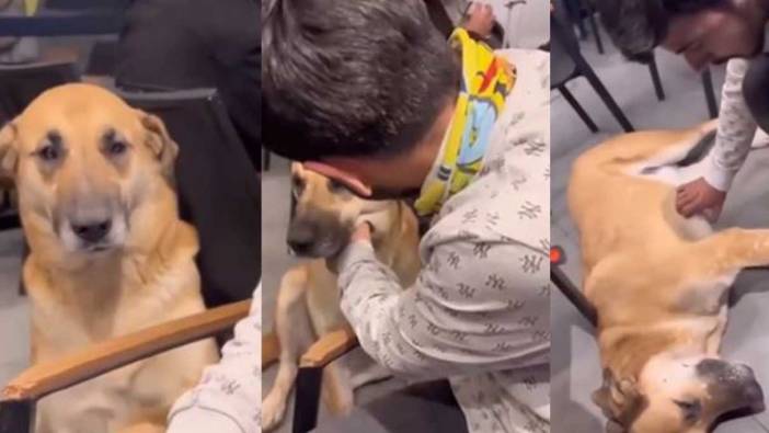 Hayatında ilk kez sevilmiş gibi: Sokak köpeği duygulandı