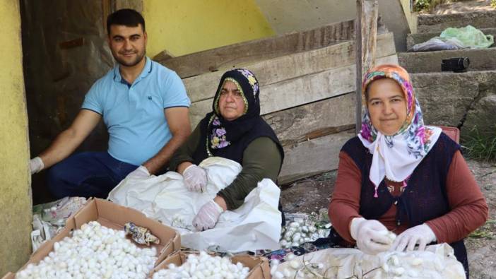 Ordu'da ipek böceği yetiştiriciliği yüzleri güldürüyor: İşte kazancı