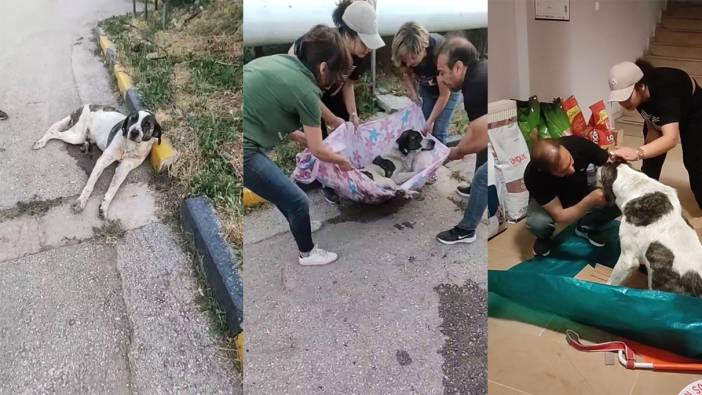 Arka ayakları felç olan köpek, hayvanseverler tarafından ayağa kaldırıldı