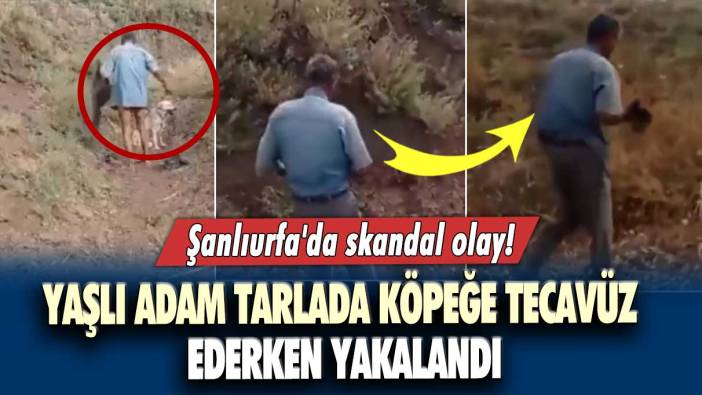 Şanlıurfa'da skandal olay! Yaşlı adam tarlada köpeğe tecavüz ederken yakalandı