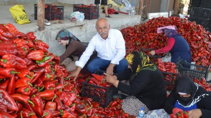 Bafra Ovası'nda kapya biber hasadı başladı