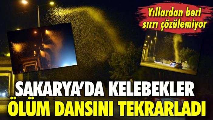 Sakarya'da kelebekler ölüm dansını tekrarladı: Sırrı çözülemiyor!