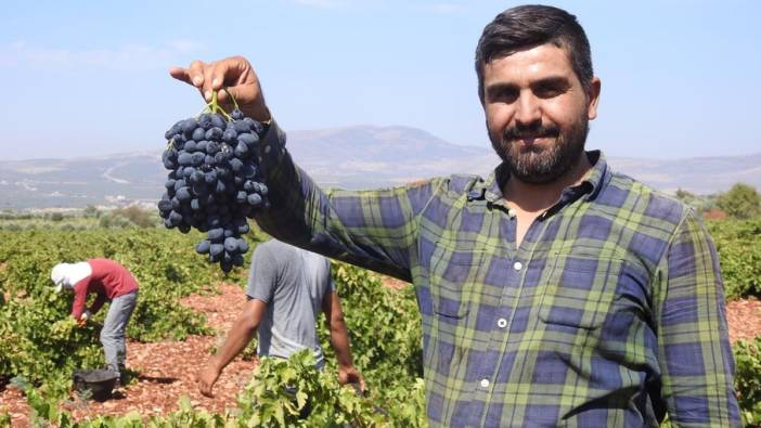 Kilis'te üzüm hasadı başladı: Fiyat ortaya çıktı