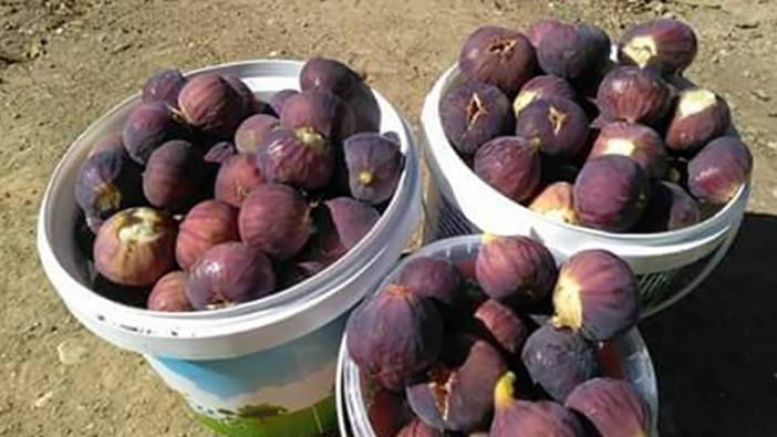 Siirt'te taze incir tezgaha indi