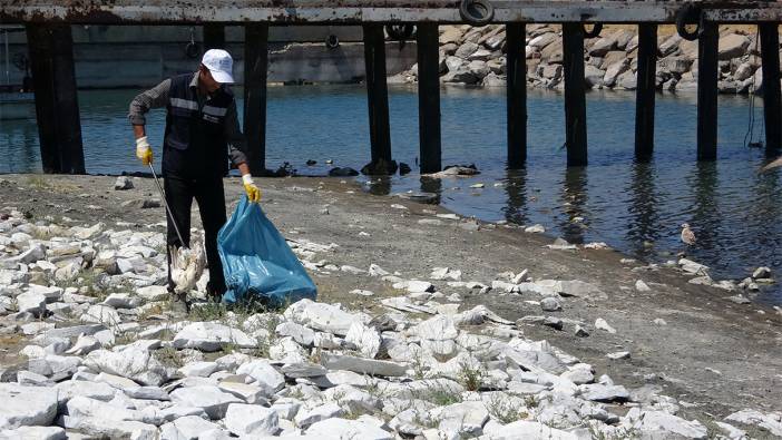 Van Gölü'nde binlerce martı ölü bulundu: Ölüm nedenleri ise şaşırttı