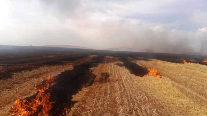 Altıntaş’ta çıkan yangında 500 dekar ekili alan zarar gördü