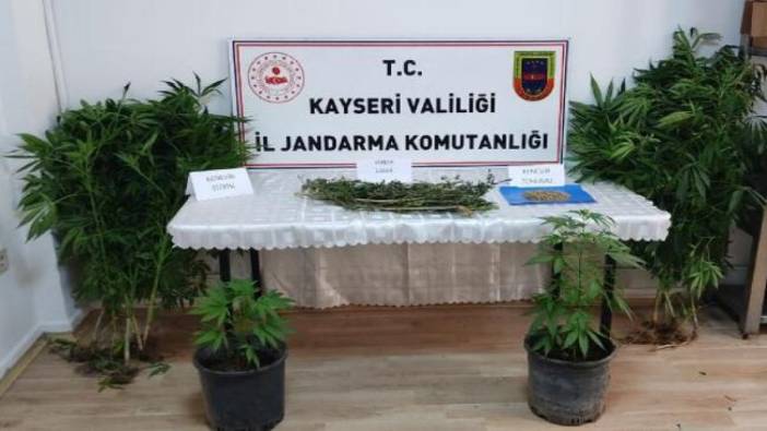 Kayseri'de evinde Hint keneviri yetiştiren kişi yakalandı