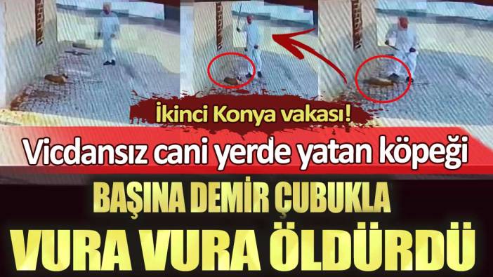 Mardin’de vicdansız cani yerde yatan köpeği başına demir çubukla vura vura öldürdü