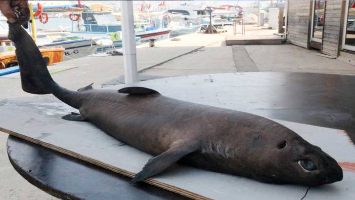 Alanya’da 'Ninja Lanternshark' türü köpek balığı yakalandı