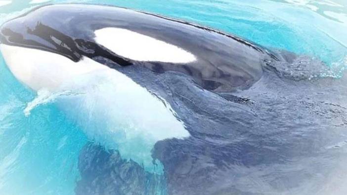 Okyanusa bırakılacağı açıklanan 'Lolita' 50 yıldır esaret altında olduğu akvaryumda öldü