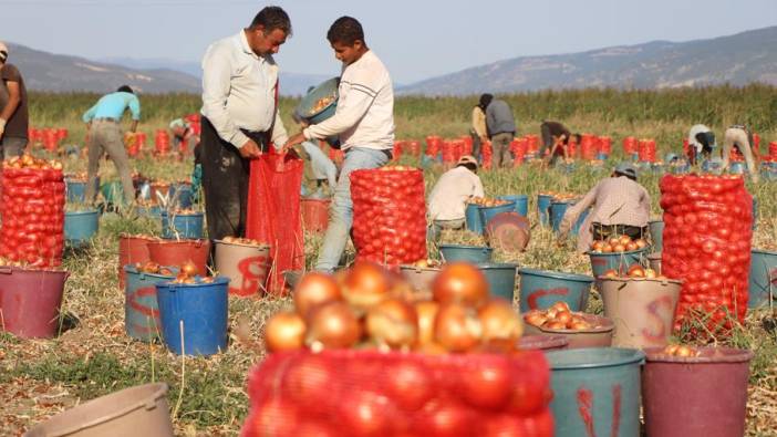 Tarladaki soğanın fiyatı ortaya çıktı