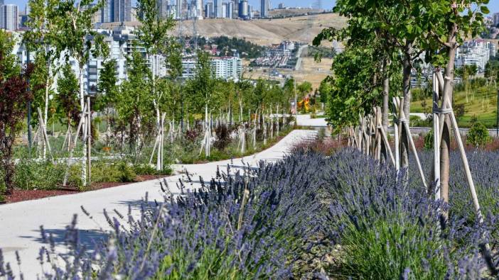 Ankara'da Lavanta Parkı açıldı