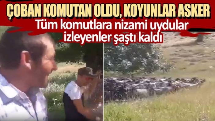 Çoban komutan oldu, koyunlar aske: Tüm komutlara nizami uydular, izleyenler şaştı kaldı