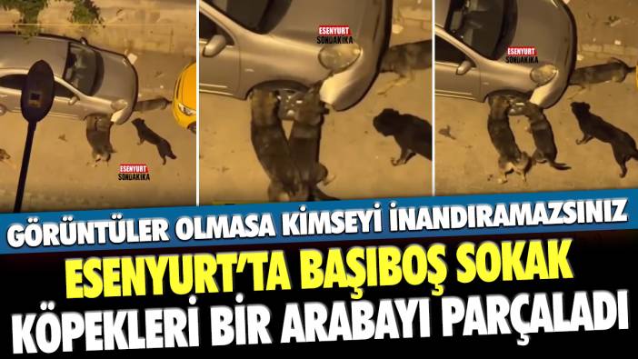 Esenyurt’ta başıboş sokak köpekleri bir arabayı parçaladı