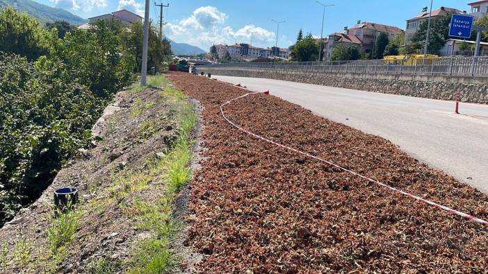 Düzce'de fındık üreticileri, kurutmak için yol kenarlarını kullanıyor