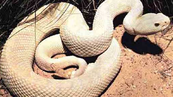 Rüyada yılanın başkasına saldırdığını görmek ne anlama gelir