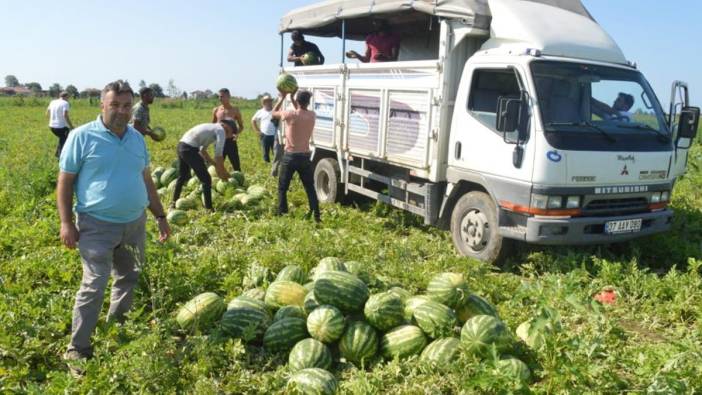 Bafra karpuzunun hasadında yeni gelişme