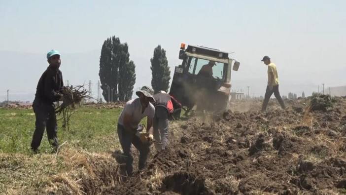 Muş Ovası'nda meyan kökü bereketi