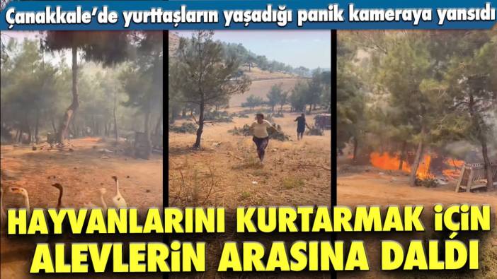 Çanakkale’de hayvanlarını kurtarmak için alevlerin arasına daldı!