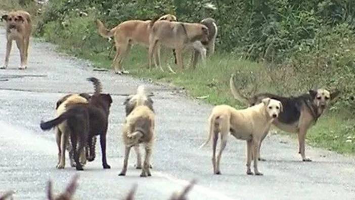 Sokak köpeklerinin saldırısına uğrayan çocuk yaralandı